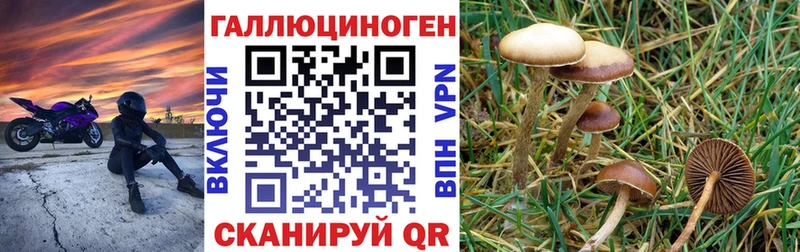 Купить где  Судогда  Псилоцибиновые грибы мицелий 